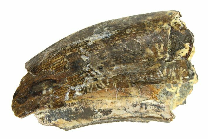 Partial Fossil Tyrannosaur (Nanotyrannus) Tooth - Montana #338836